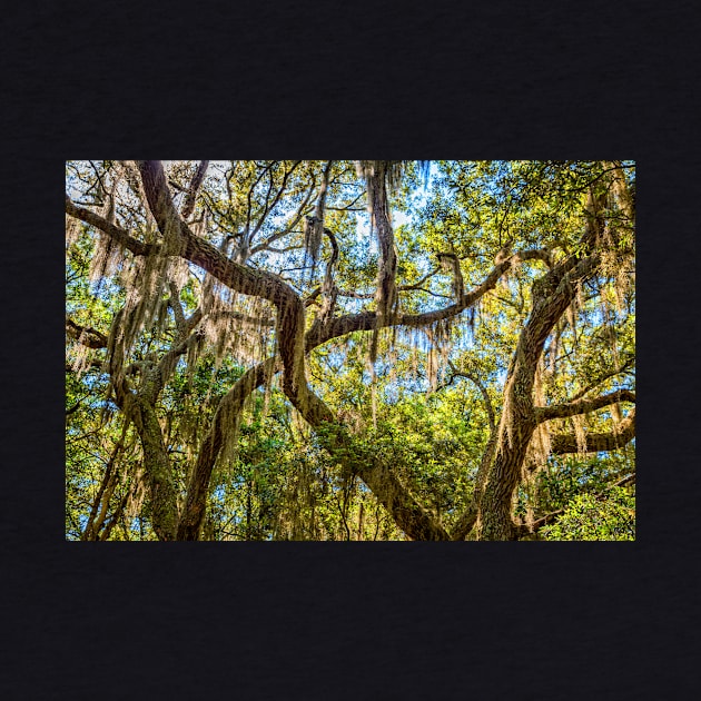 Cumberland Island National Seashore by Gestalt Imagery